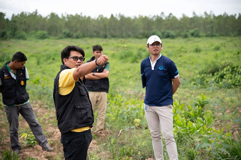 JAS and PA observed commercial forests reforestation