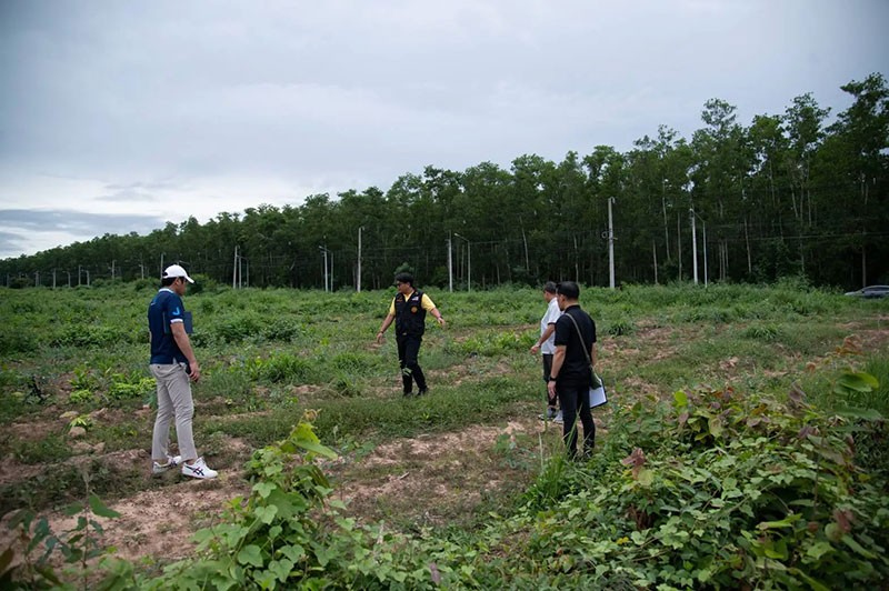JAS and PA observed commercial forests reforestation