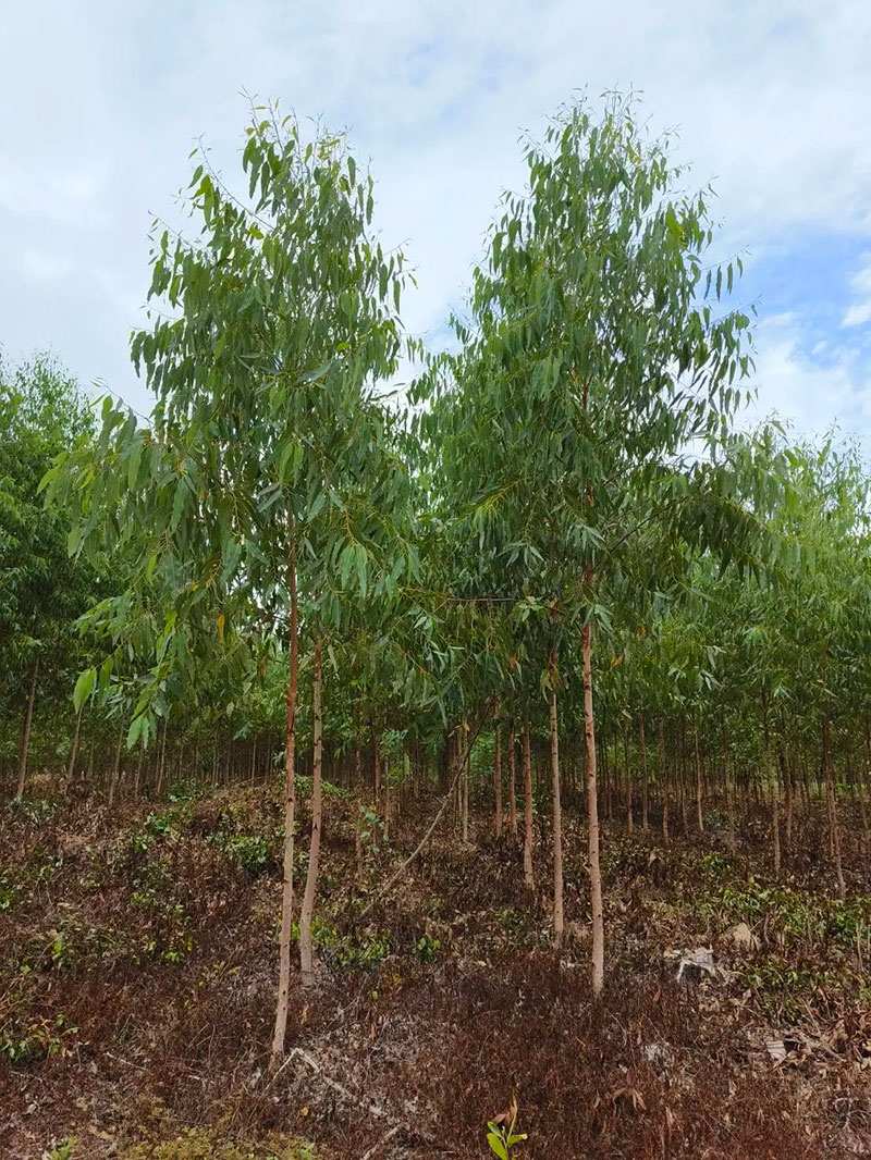 JAS and PA observed commercial forests reforestation