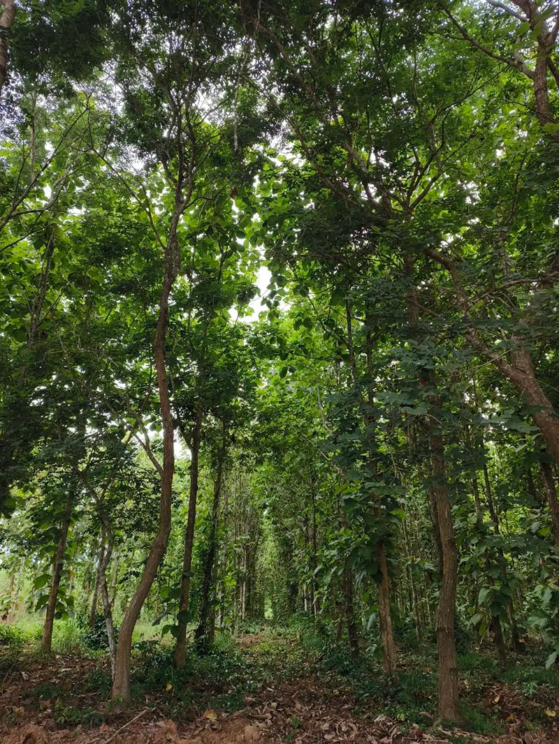 JAS and PA observed commercial forests reforestation