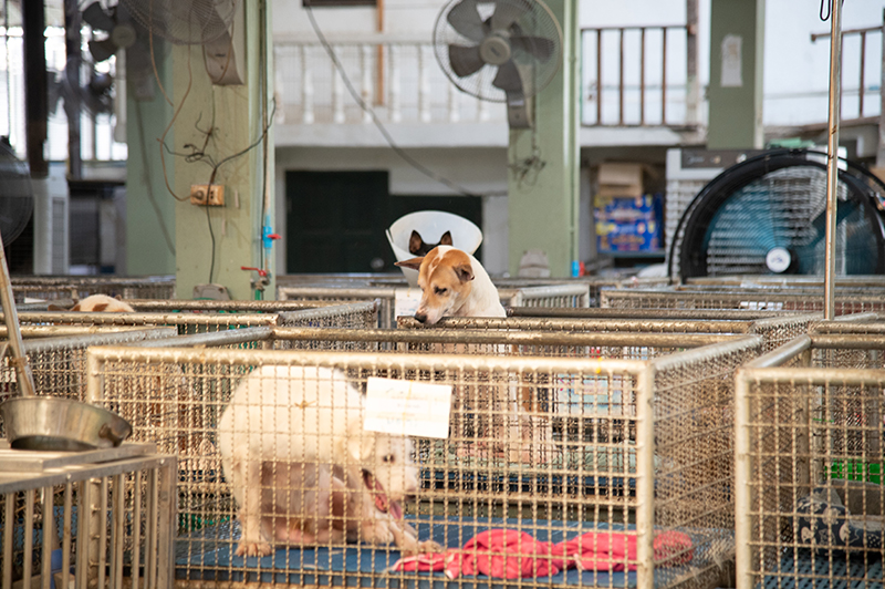 JAS – PA – LOOK LOOK Team Up to Support Disabled Animals