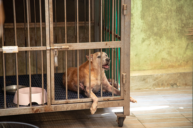 JAS – PA – LOOK LOOK Team Up to Support Disabled Animals