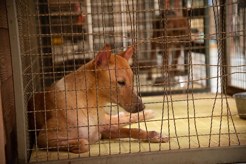 JAS – PA – LOOK LOOK Team Up to Support Disabled Animals