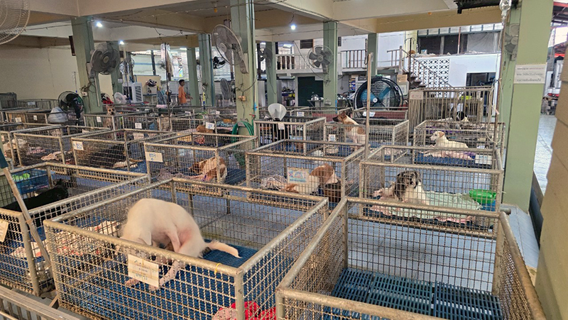 JAS – PA – LOOK LOOK Team Up to Support Disabled Animals